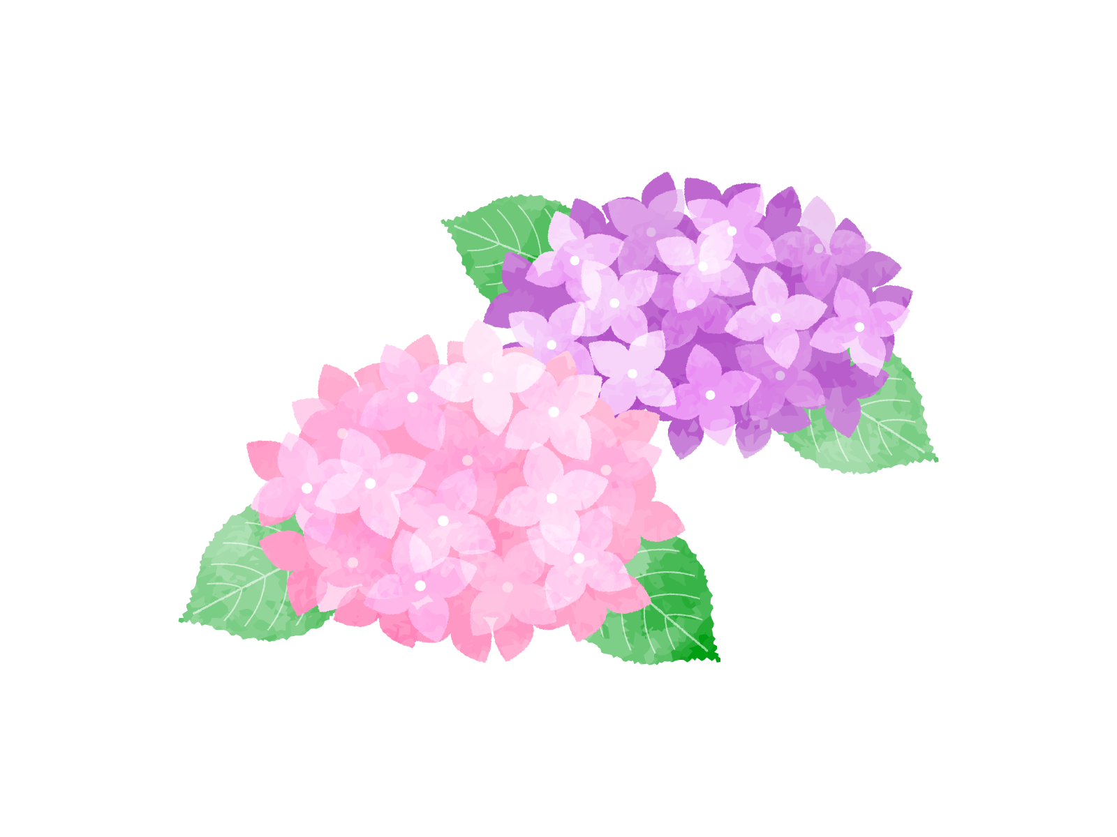 紫陽花